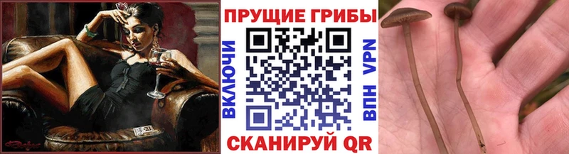 Псилоцибиновые грибы мухоморы  Камызяк 